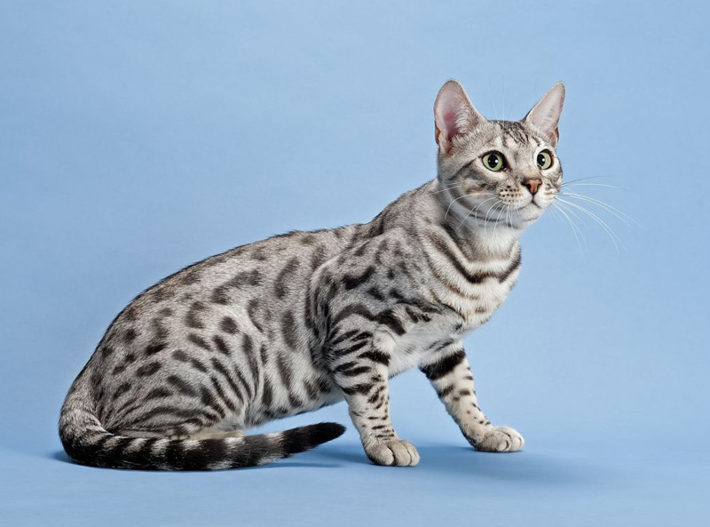 The Bengal