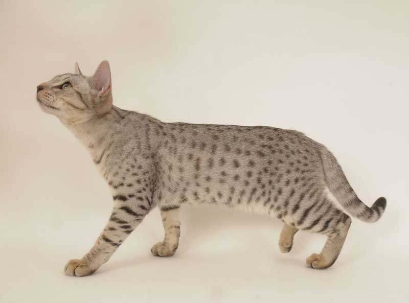 Ocicat