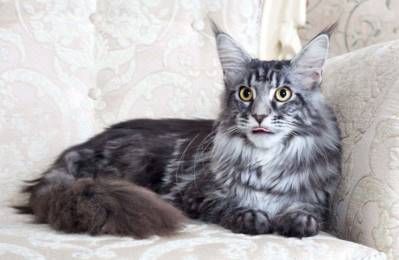 Maine Coon