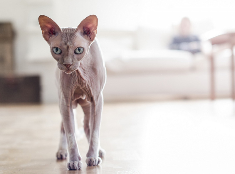 Sphynx Cat