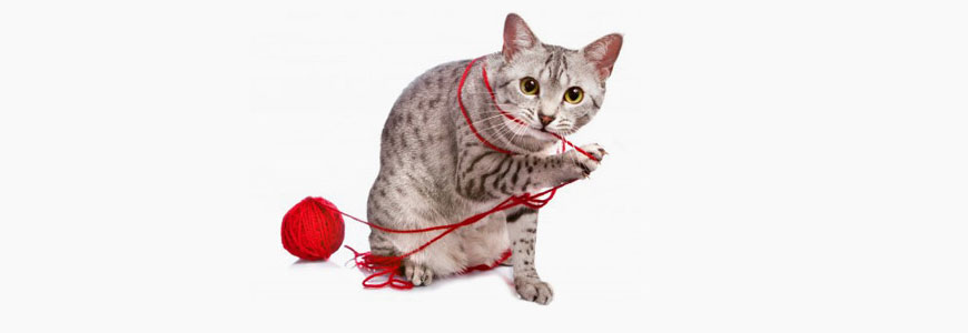 Cat Playing Giveaway